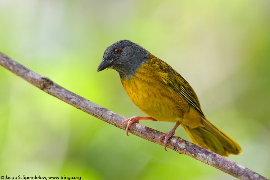 Gray-headed Tanager