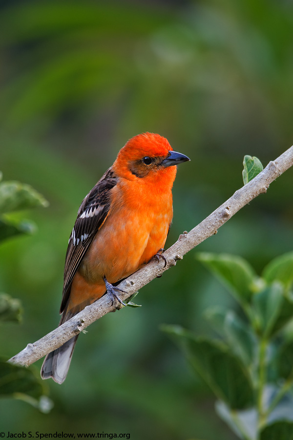 Flame-colored Tanager