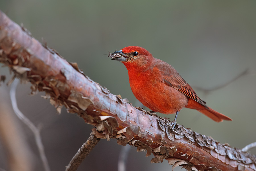 Hepatic Tanager