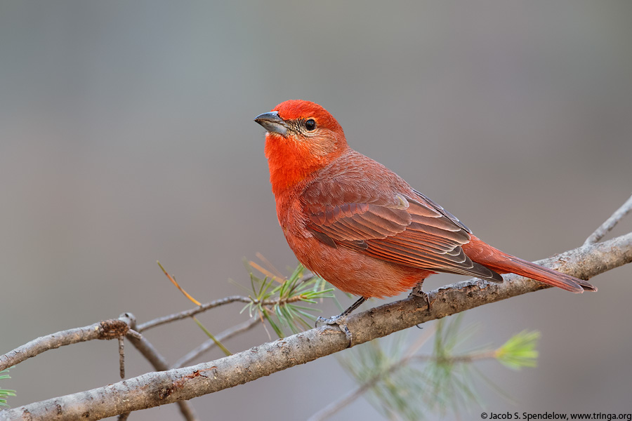 Hepatic Tanager