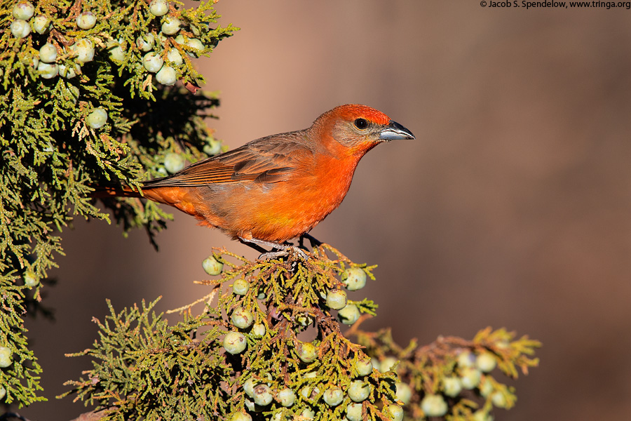 Hepatic Tanager