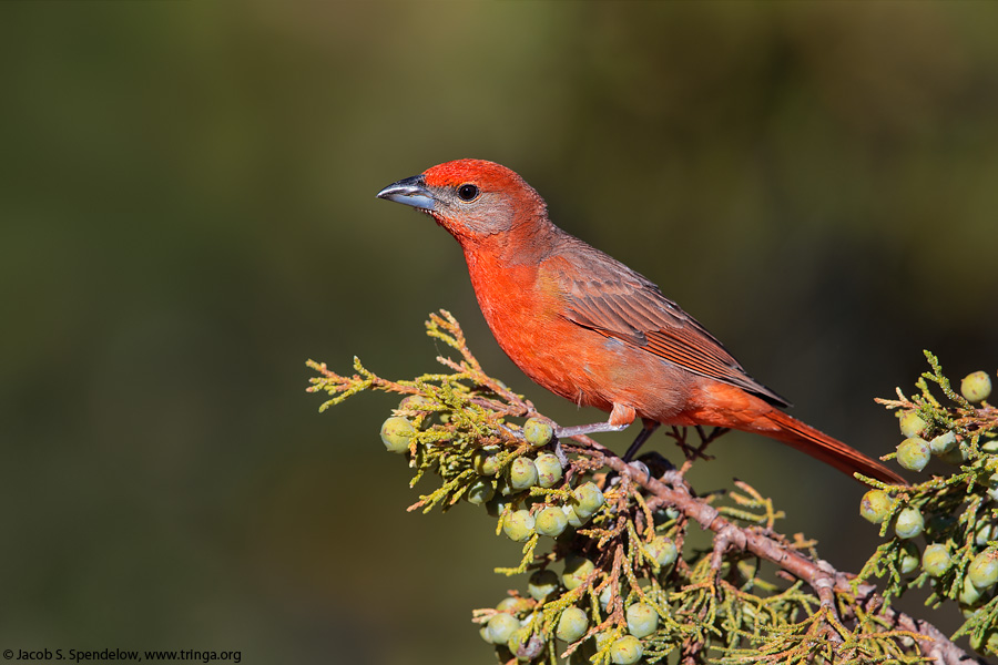 Hepatic Tanager