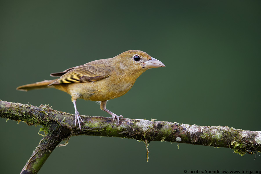 Summer Tanager