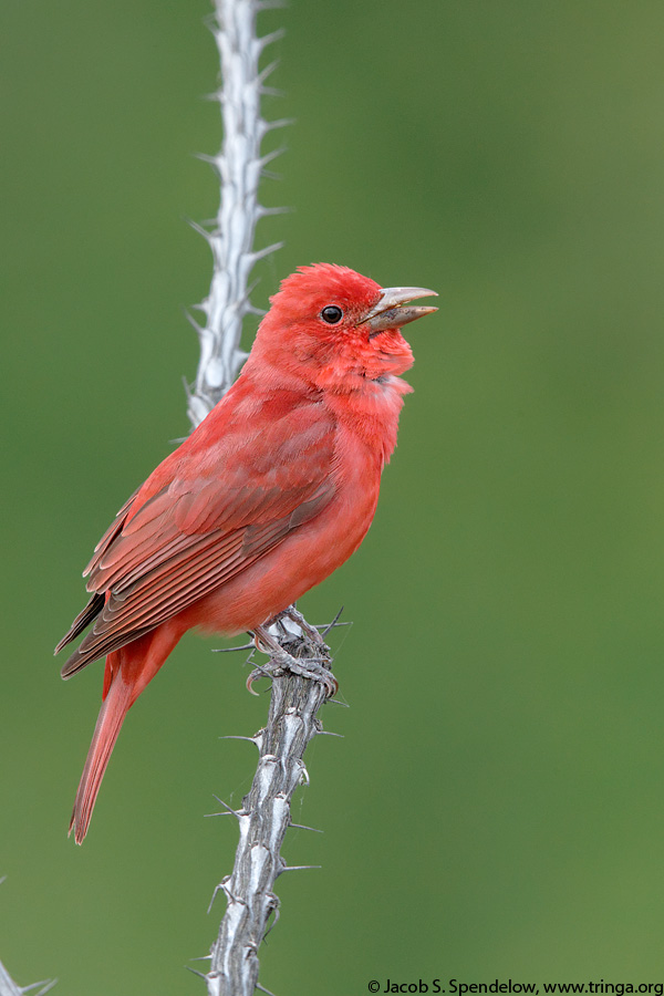 Summer Tanager