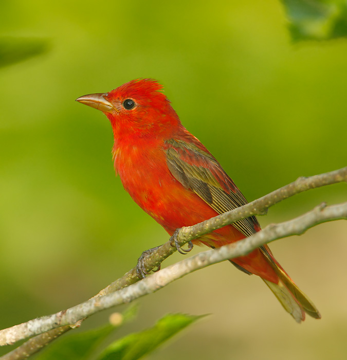 Summer Tanager