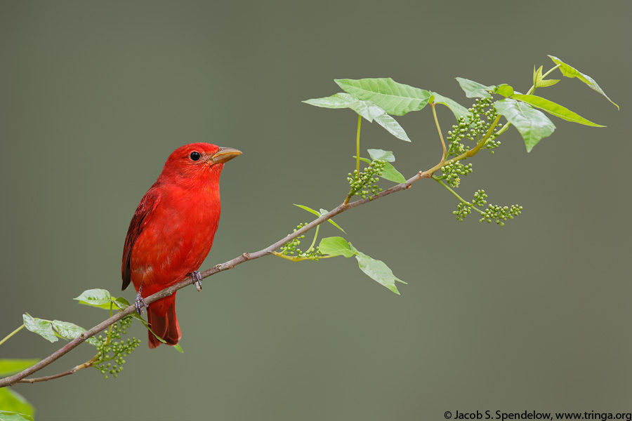 Summer Tanager