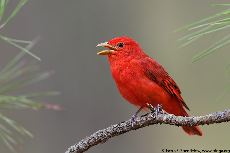 Summer Tanager