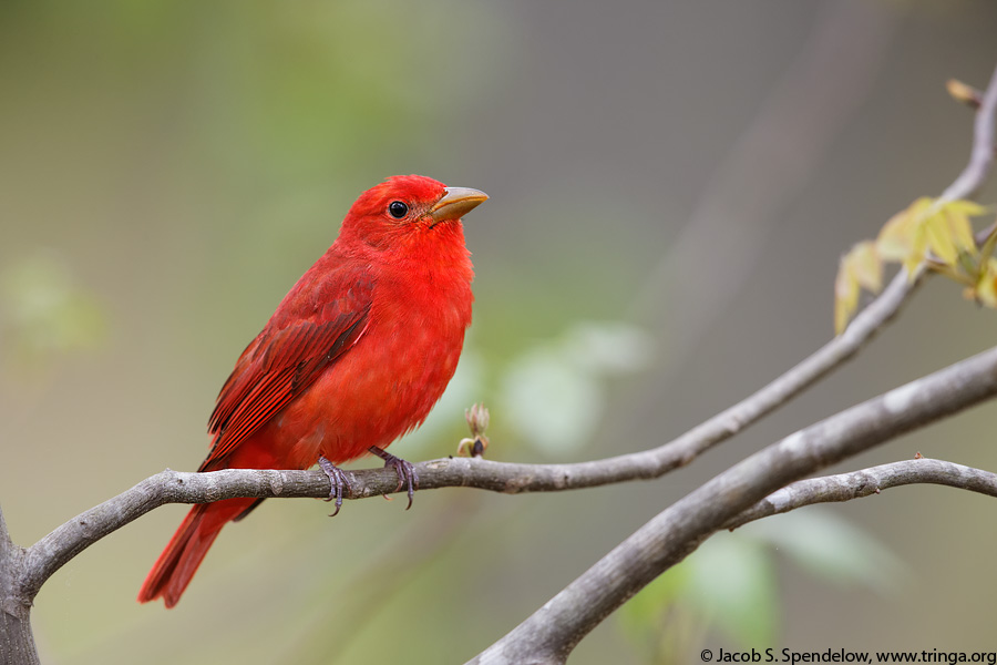 Summer Tanager