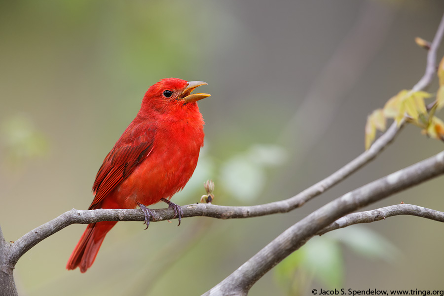 Summer Tanager