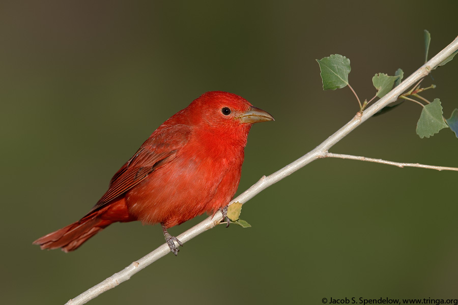 Summer Tanager