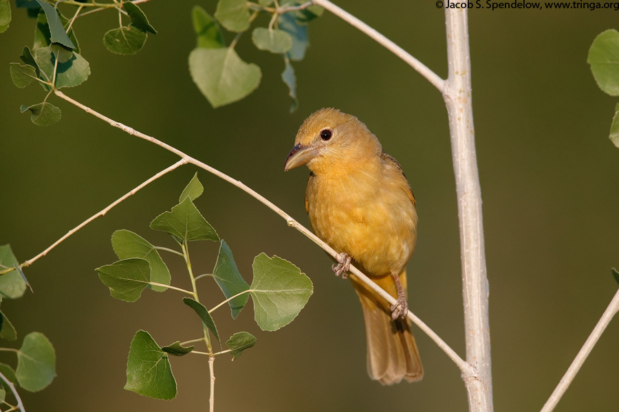 Summer Tanager