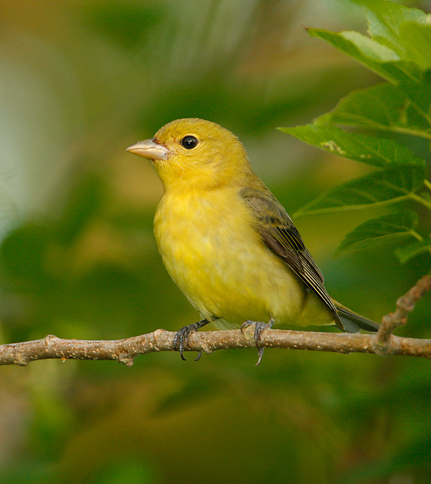 Scarlet Tanager