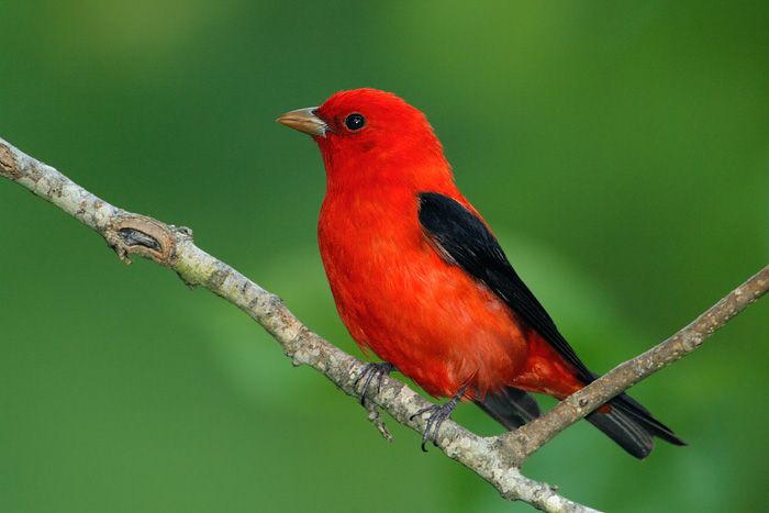 Scarlet Tanager