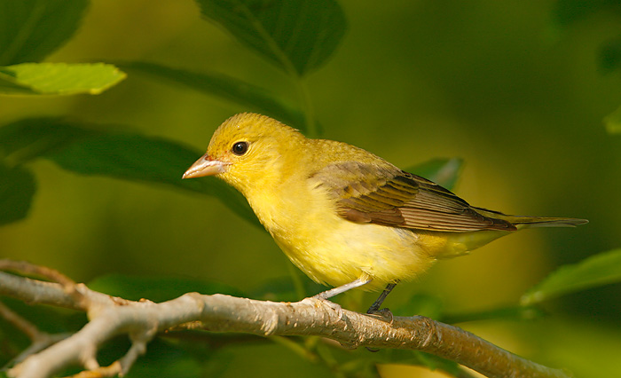 Scarlet Tanager