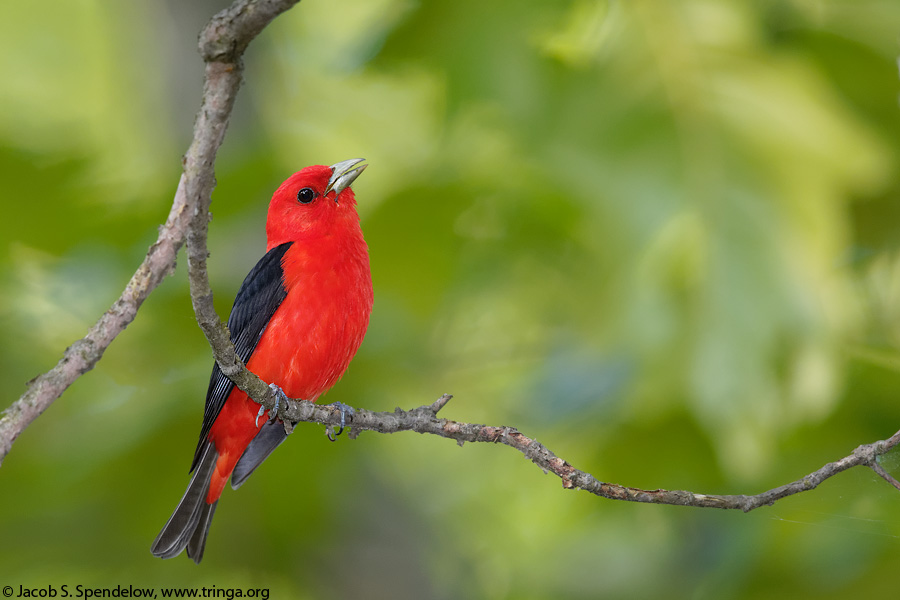 Scarlet Tanager