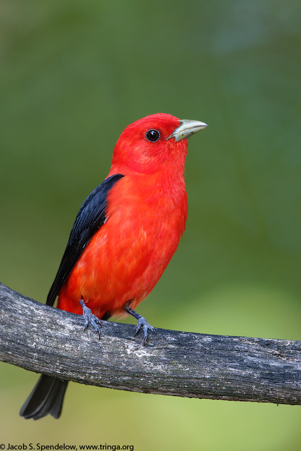 Scarlet Tanager