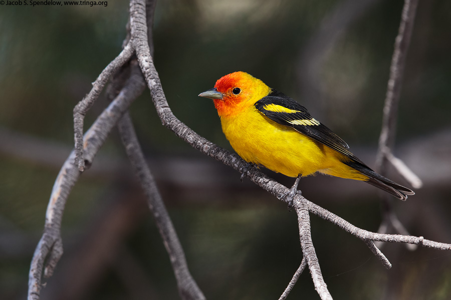 Western Tanager