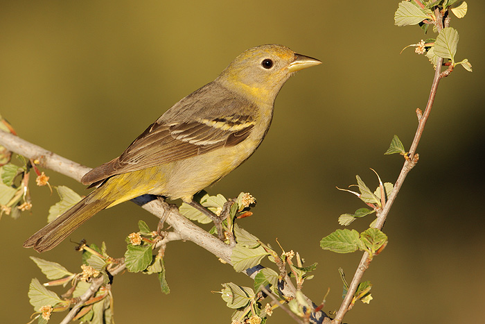 Western Tanager