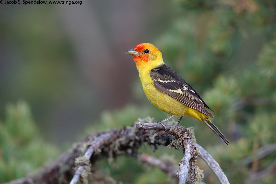 Western Tanager