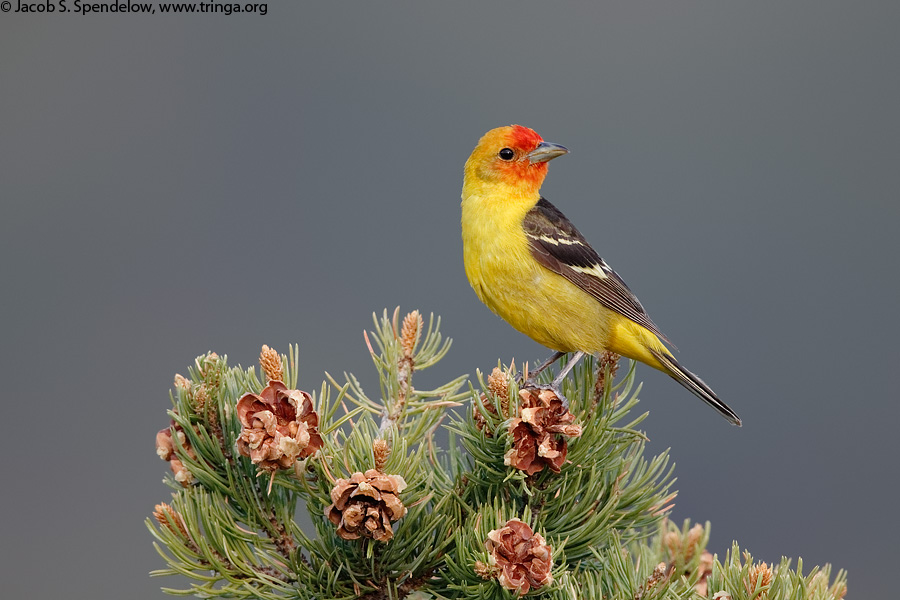 Western Tanager