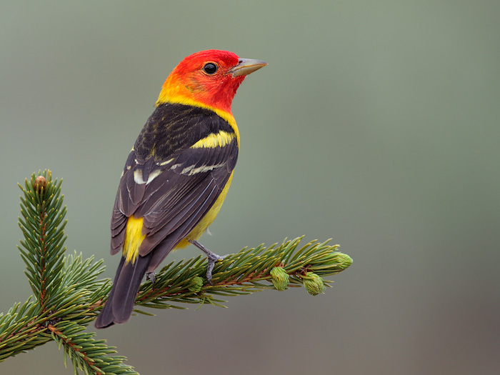 Western Tanager