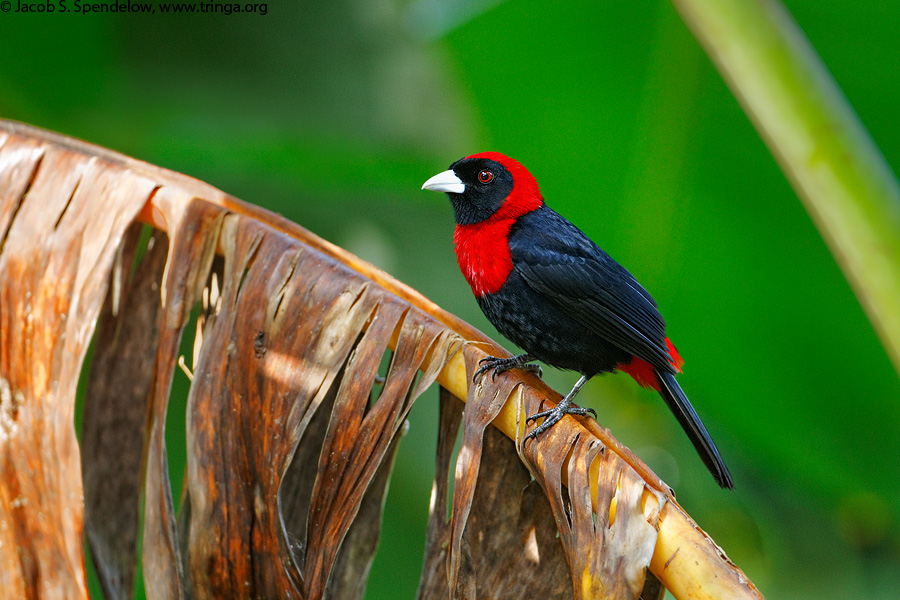 Crimson-collared Tanager