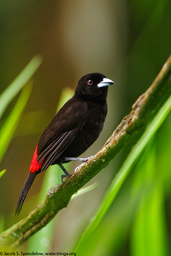 Passerini's Tanager