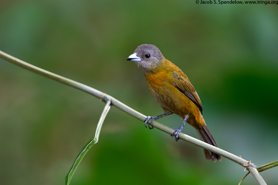 Passerini's Tanager