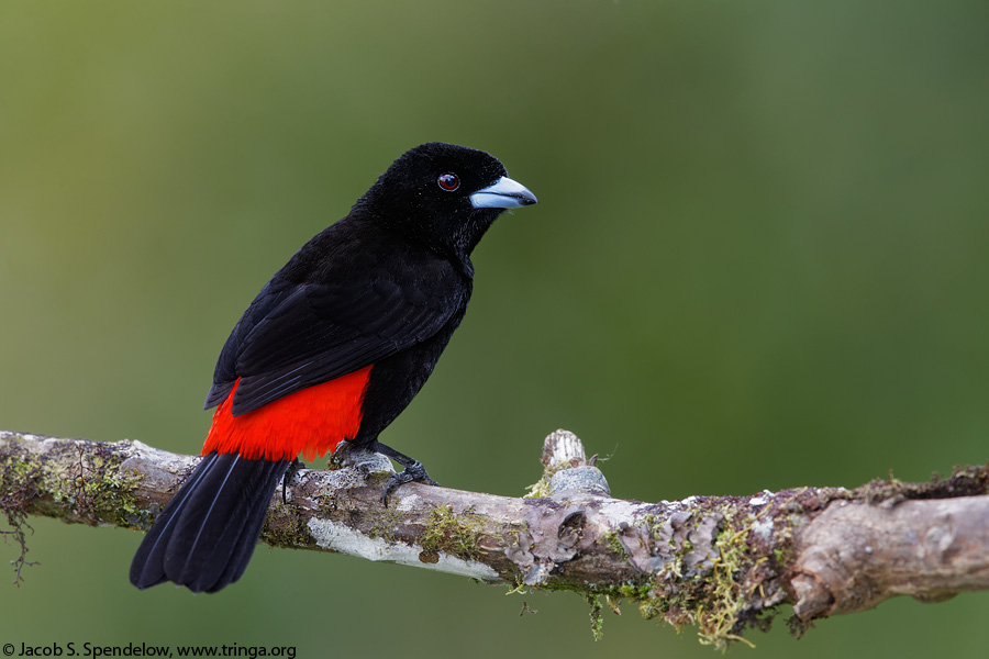 Passerini's Tanager