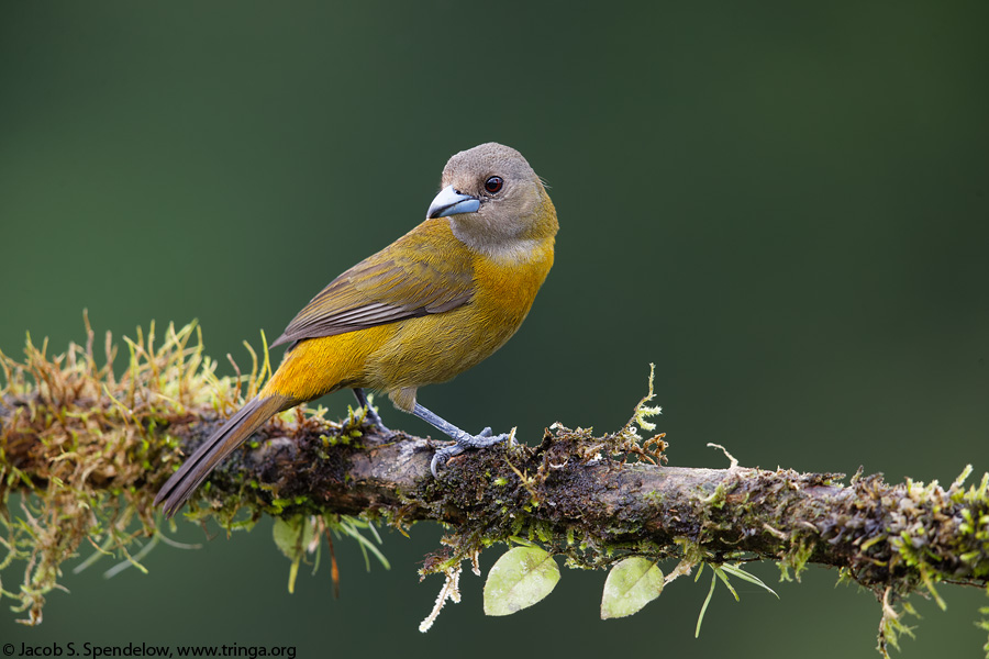 Passerini's Tanager