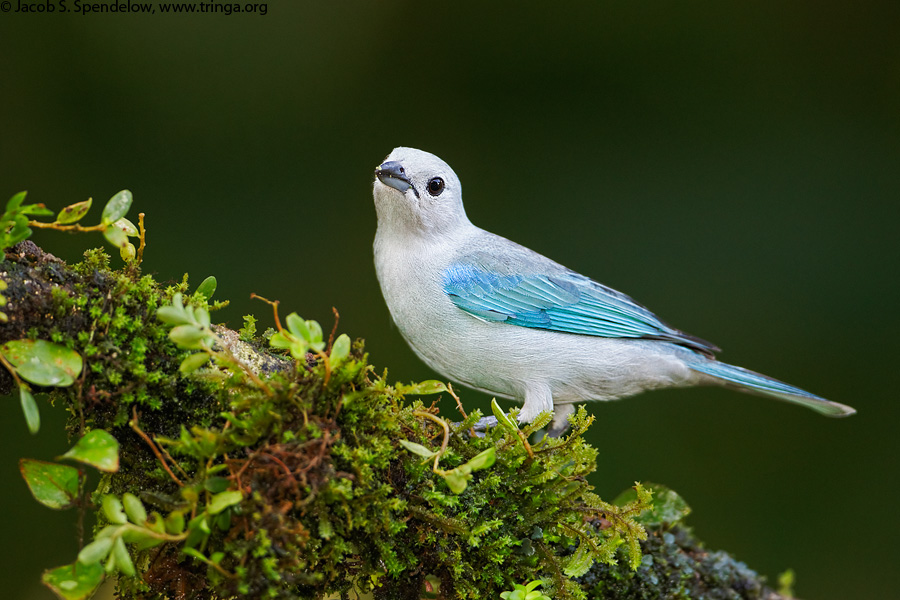 Blue-gray Tanager