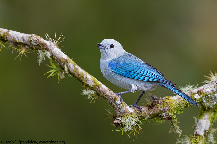 Blue-gray Tanager