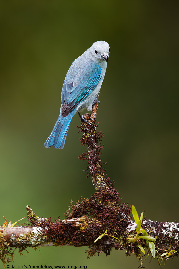 Blue-gray Tanager