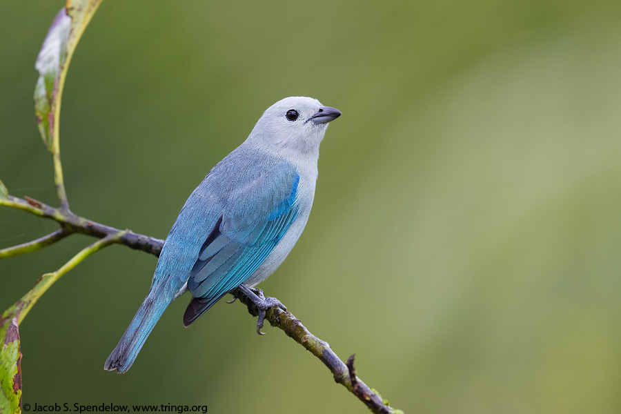 Blue-gray Tanager