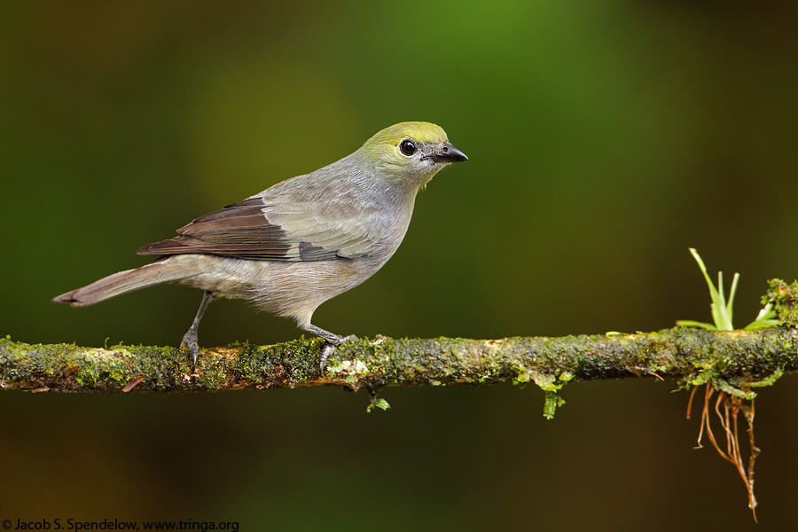 Palm Tanager