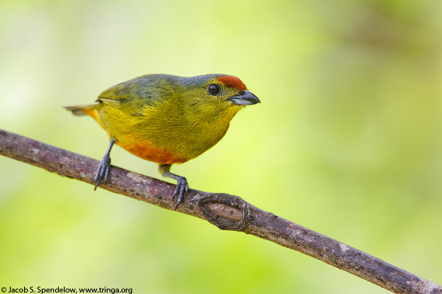 Olive-backed Euphonia