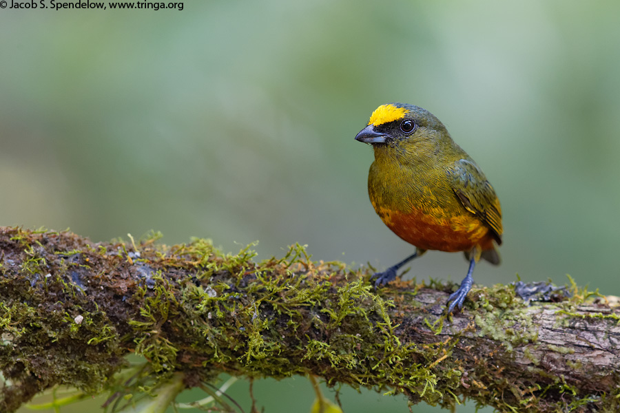 Olive-backed Euphonia