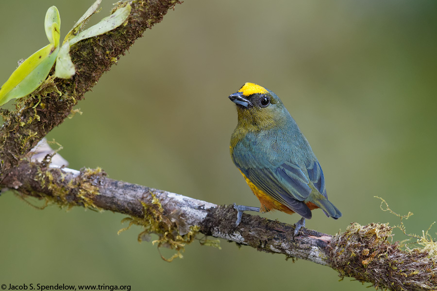 Olive-backed Euphonia