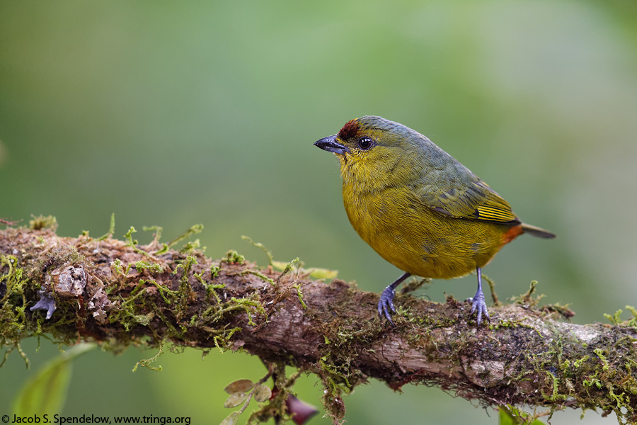 Olive-backed Euphonia