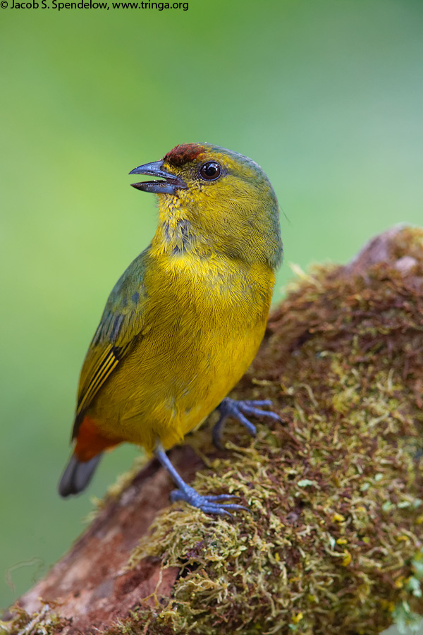 Olive-backed Euphonia