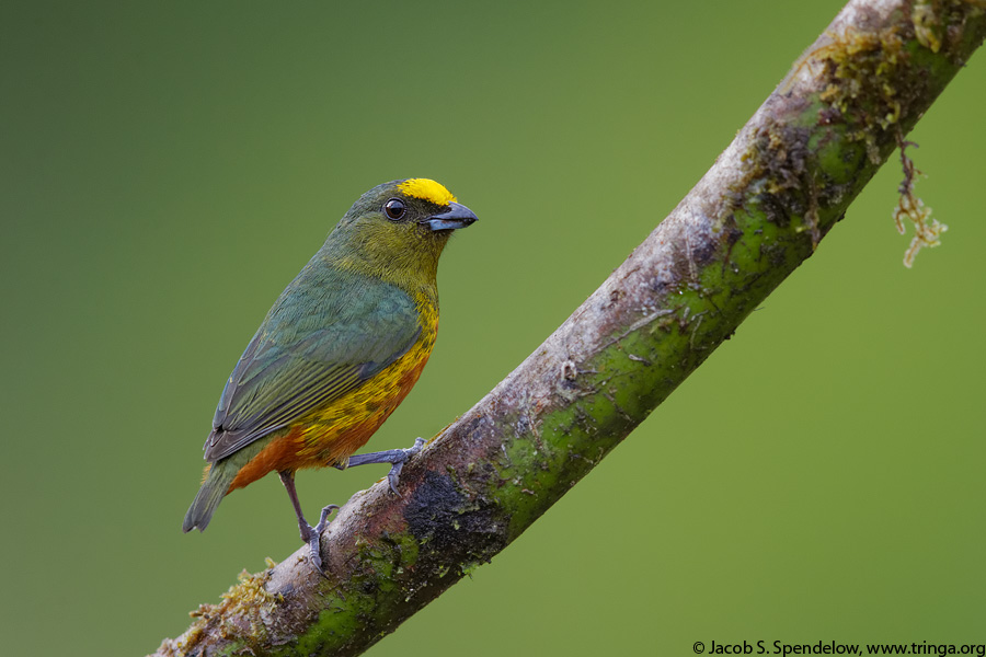 Olive-backed Euphonia