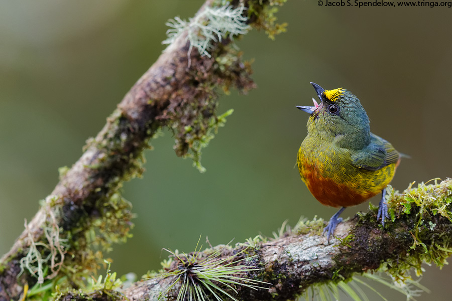 Olive-backed Euphonia