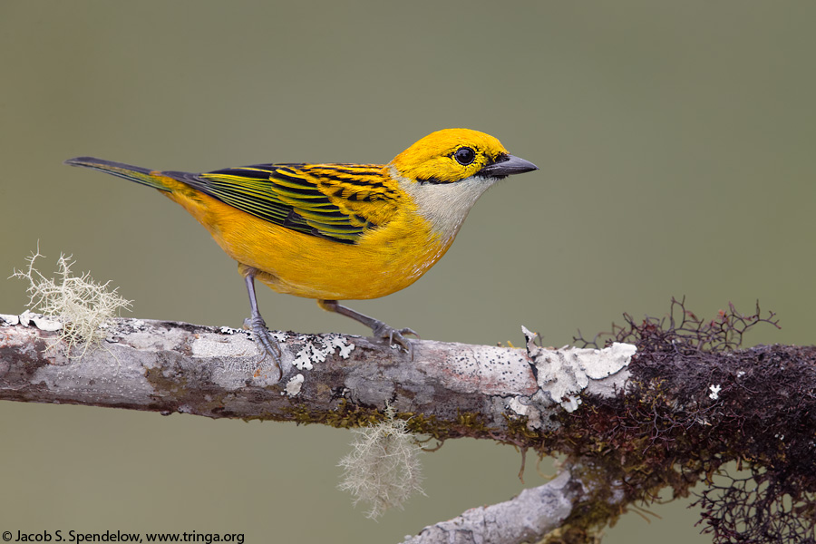 Silver-throated Tanager