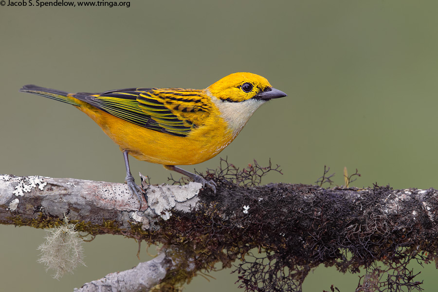 Silver-throated Tanager