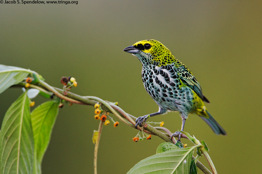 Speckled Tanager