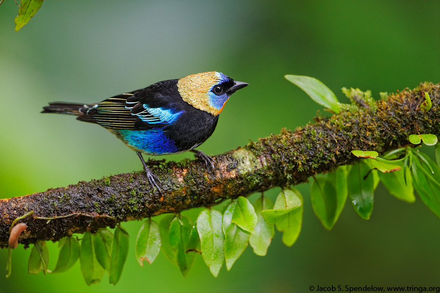 Golden-hooded Tanager