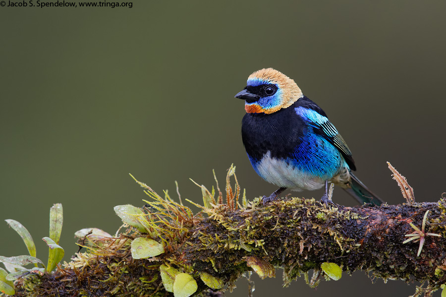 Golden-hooded Tanager