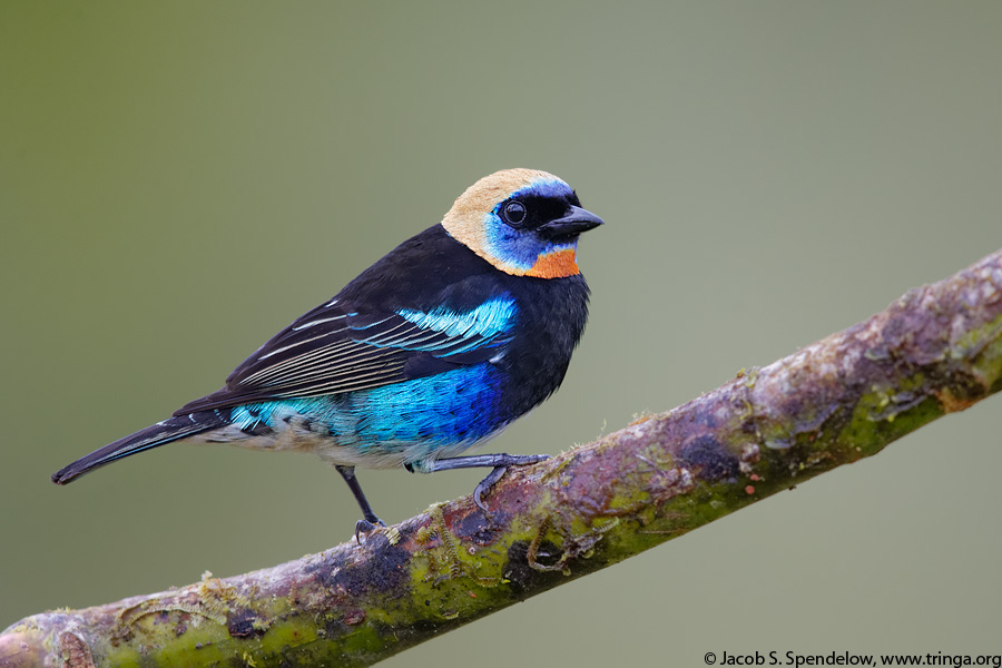 Golden-hooded Tanager