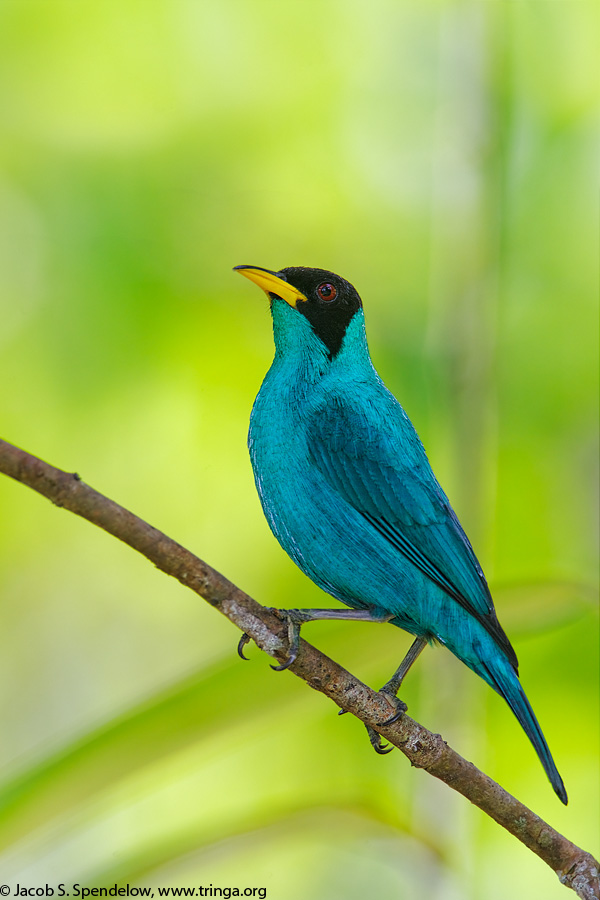 Green Honeycreeper