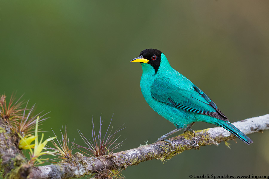 Green Honeycreeper